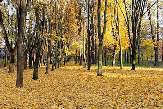 秋天,公园,树,黄叶