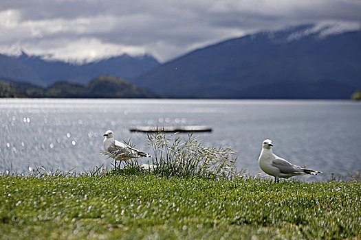 瓦纳卡湖畔的海鸥