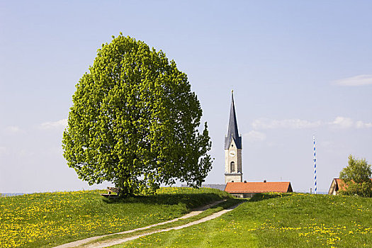 酸橙树,地点,教堂,背景,巴伐利亚,德国