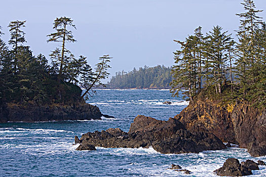 树,石头,崎岖,西海岸,温哥华岛,不列颠哥伦比亚省,加拿大