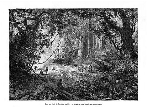 雨林,英国人,洪都拉斯,19世纪,艺术家