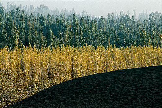 新疆吐鲁番地区树林