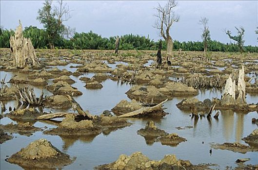 红树林,三角洲,毁坏,2001年,老虎虾,农场,东方,加里曼丹,印度尼西亚