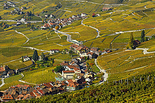 葡萄园,秋天,风景,酿酒,乡村,拉沃,沃州,瑞士,欧洲