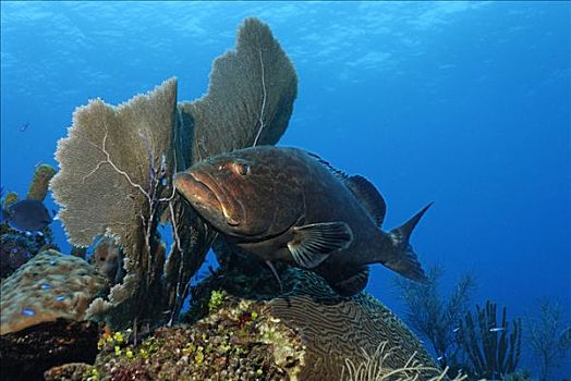 黑色,石斑鱼,潜伏,后面,海扇,柳珊瑚虫,捕食,伯利兹,中美洲,加勒比海