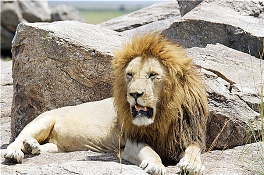 非洲狮,狮子