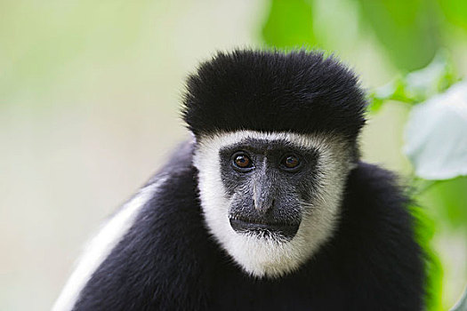 黑白,疣猴属,猴子,东黑白疣猴,肯尼亚,非洲
