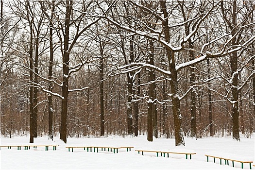 积雪,长椅,树,城市公园