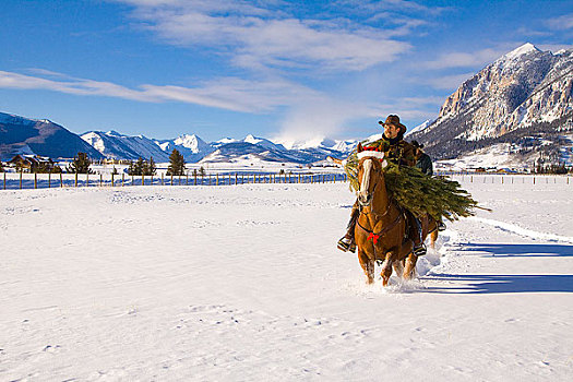 伴侣,拖拉,圣诞树,骑马,牧场,科罗拉多,落基山脉,冬天