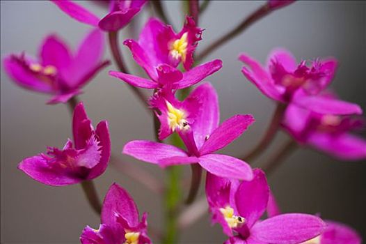夏威夷,毛伊岛,特写,紫色,兰花,枝头