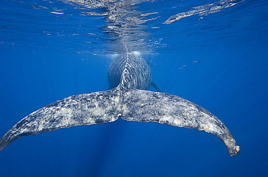 夏威夷,毛伊岛,驼背鲸,大翅鲸属,鲸鱼,后面,尾部,鲸尾叶突