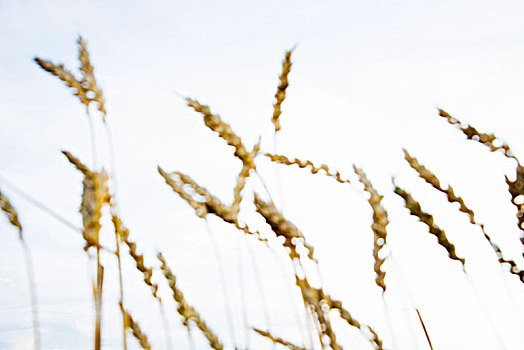 穗,小麦,瑞典