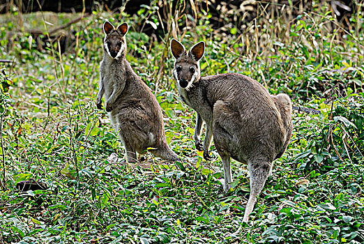 澳大利亚,昆士兰,国家公园,小袋鼠