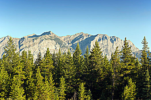 落基山脉,靠近,卡纳纳斯基斯,艾伯塔省,加拿大,树,树林,地质构造