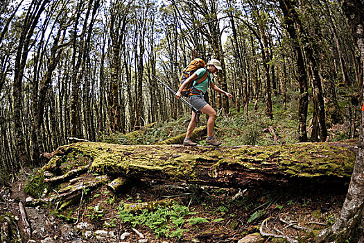 女人,远足,树林,原木上,新西兰