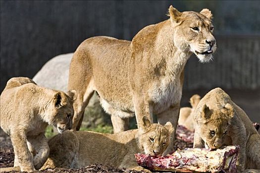 就餐时间,母狮,幼兽,狮子