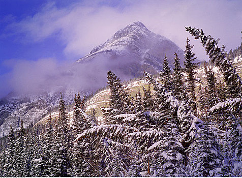 清新,下雪,班芙国家公园,艾伯塔省,加拿大