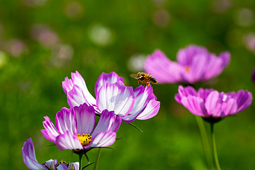 鲜花