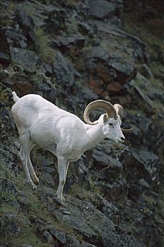 野大白羊,白大角羊,陡坡,德纳里峰国家公园,阿拉斯加