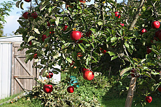 苹果树,红苹果,避暑别墅,背景