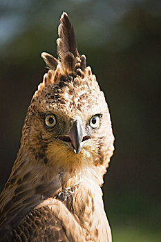 西伯利亚草原鹰,波卡拉,尼泊尔