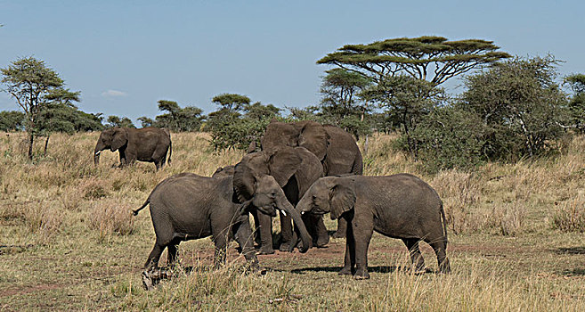 非洲大象005