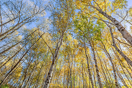仰拍秋天的桦树林