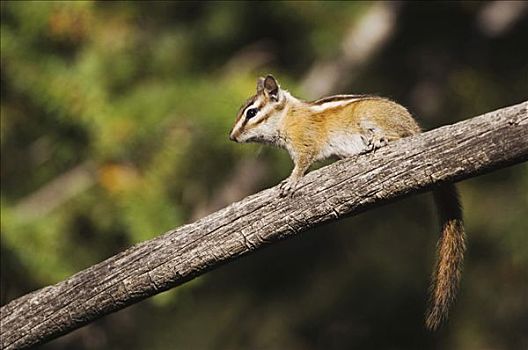 花栗鼠,成年,落基山国家公园,科罗拉多,美国