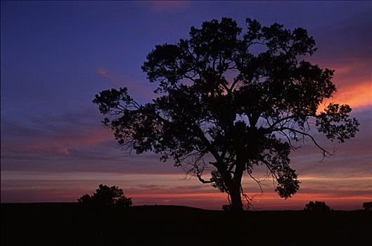 剪影,树,地点,黎明,溪流,州立公园,堪萨斯,美国