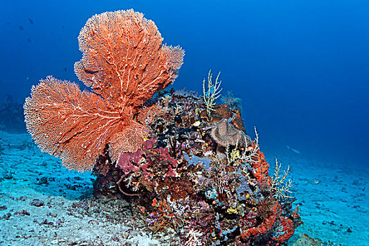 大,珊瑚,不同,海绵,海洋,开屏,沙,仰视,大堡礁,世界遗产,昆士兰,澳大利亚,太平洋