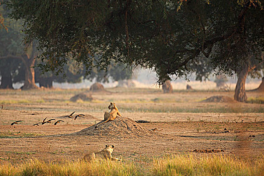 雌狮,狮子,后视图,国家公园,津巴布韦