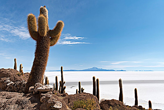 仙人掌,盐湖,乌尤尼盐沼,波托西地区,玻利维亚,南美