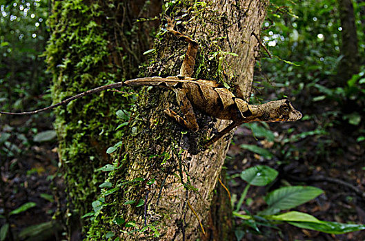 变色龙,国家公园,亚马逊雨林,厄瓜多尔