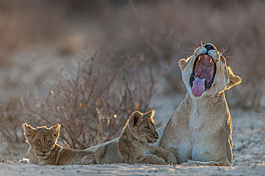 雌狮,两个,幼兽,哈欠,卡拉哈迪大羚羊国家公园,北开普,南非,非洲