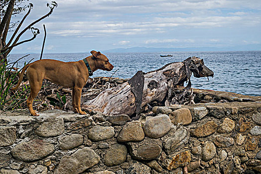 狗,站立,海岸,墨西哥