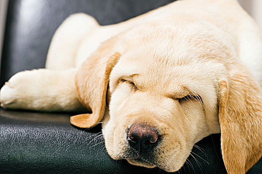 可爱,拉布拉多犬,小狗,睡觉,椅子