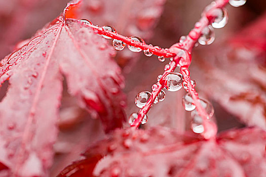 水滴,红色,叶子