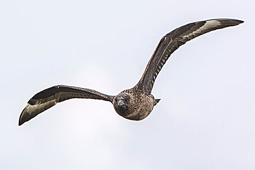 大贼鸥,飞行,叫,设得兰群岛,苏格兰,英国,欧洲