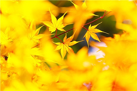 黄色,枫叶,背景