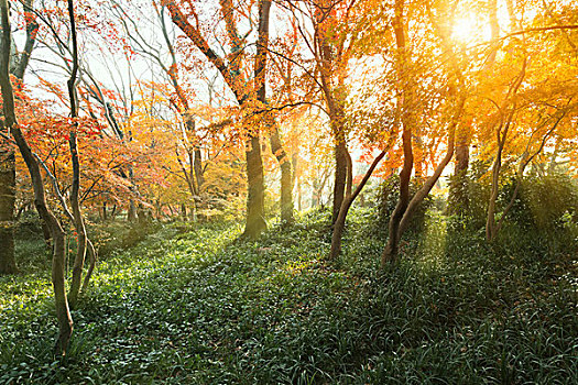 阳光照进枫树林