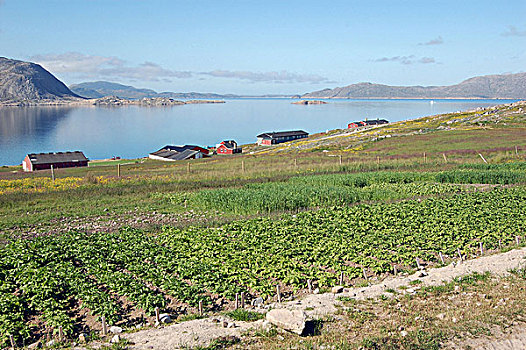 蔬菜,农业,研究中心,格陵兰