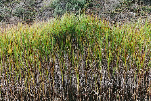 湿地,草,海岸线,国家海岸,加利福尼亚