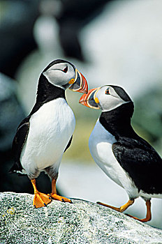 大西洋海雀,角嘴海雀,北极,海豹岛,缅因