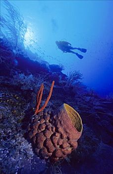 潜水,珊瑚礁,后面