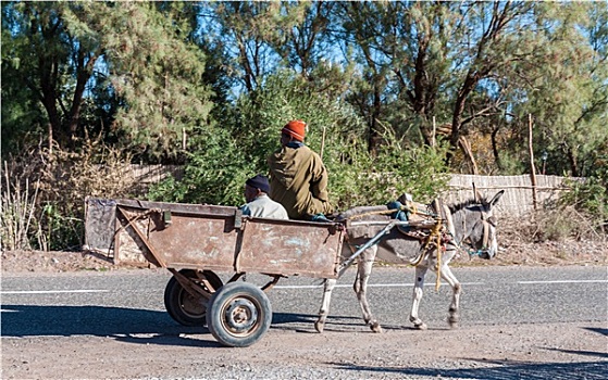 驴,手推车,摩洛哥,非洲