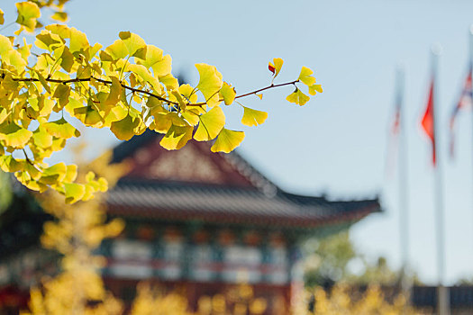 北京古色古香的秋天