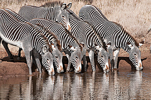 斑马,细纹斑马,群,喝,莱瓦野生动物保护区,肯尼亚