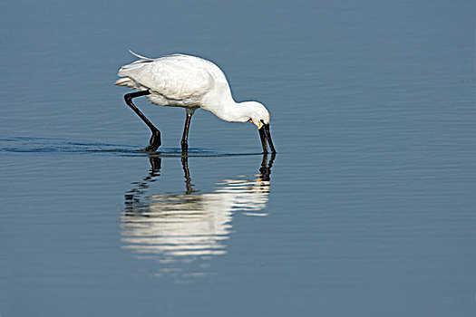 白琵鷺,捕鱼,自然保护区,弗莱福兰,荷兰