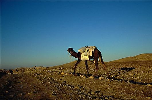 骆驼,以色列