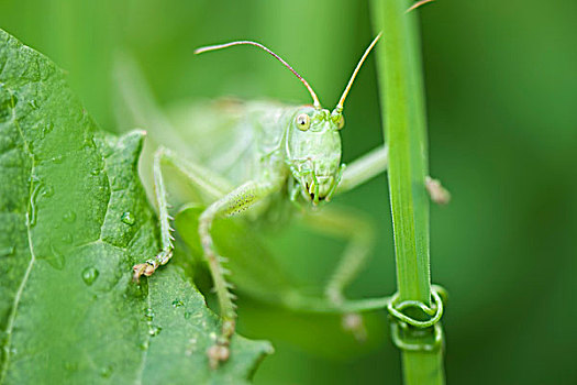 蝗虫,栖息,叶子